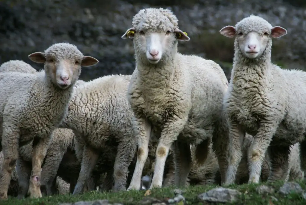 Mouton mérinos