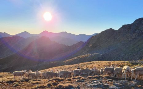 moutons à l'horizon
