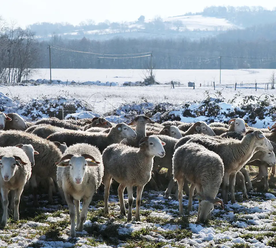 Les brebis en hiver