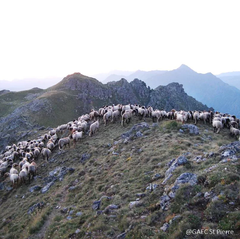 brebis tarasconnaises en montagne