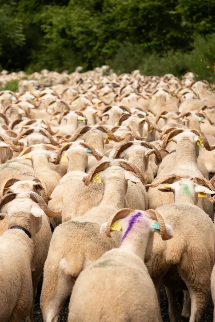 transhumance troupeau
