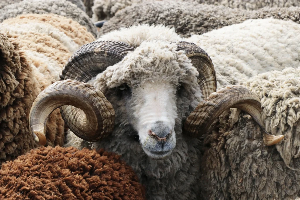 Brebis mérinos